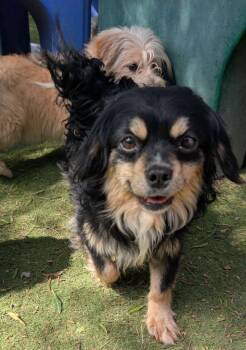 Poodle and Dachshund Dogs Available for Adoption in Ramona, California - Darling | PetCurious