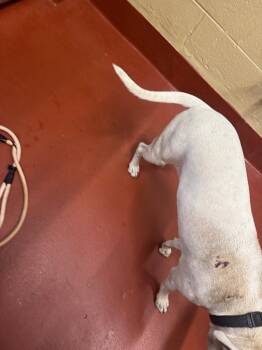 Quartz -  Mixed Breed Dog Available for Adoption in Douglasville, Georgia - Quartz | PetCurious
