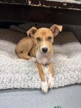 Aelin -  Carolina Dog Dog for Adoption in Steamboat Springs, Colorado - Aelin | PetCurious