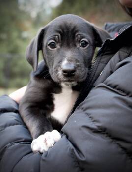 Rescue Mixed Breed Dogs for Adoption in Hopkinton, Massachusetts - Luke | PetCurious