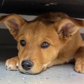 Mixed Breed Dogs Available for Adoption - River | PetCurious