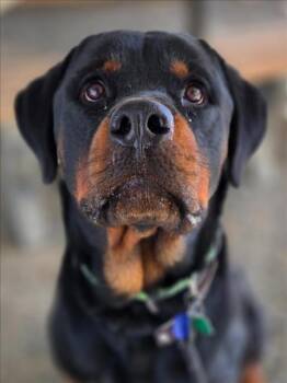 PACO -  Rottweiler Dog for Adoption in Woodland, California - PACO | PetCurious
