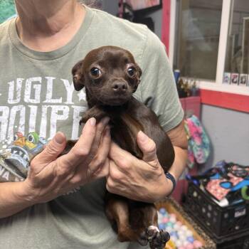 Hershey Kisses -  Chihuahua Dog for Adoption in Oklahoma City, Oklahoma - Hershey Kisses | PetCurious