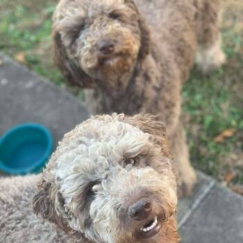 Rescue Labrador Retriever and Standard Poodle Dogs for Adoption in Springfield, Missouri - Lacy & Johnny | PetCurious
