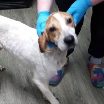 Hound Dogs Available for Adoption in Summerville, South Carolina - Finley | PetCurious