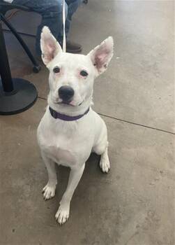 HENRY -  Mixed Breed Dog for Adoption in Dallas, Texas - HENRY | PetCurious