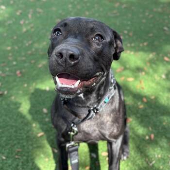 Bo Peep -  Mixed Breed Dog for Adoption - Bo Peep | PetCurious