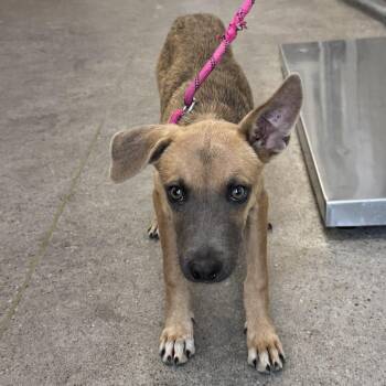 Mal -  Mixed Breed Dog for Adoption in Las Cruces, New Mexico - Mal | PetCurious