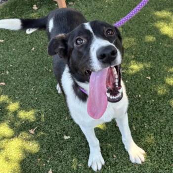 Gretta -  Border Collie Dog for Adoption in Red Bluff, California - Gretta | PetCurious
