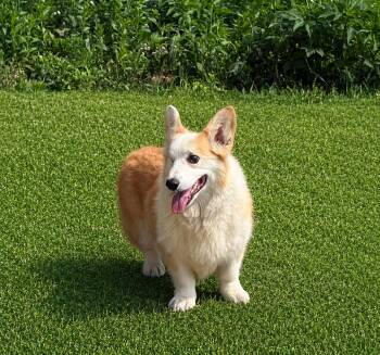 Charlie-Great Walker Good Companion Dog -  Corgi Dog for Adoption in Elma, Washington - Charlie-Great Walker Good Companion Dog | PetCurious