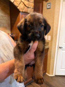 Auston -  German Shepherd Dog Dog for Adoption in Rome, Georgia - Auston | PetCurious
