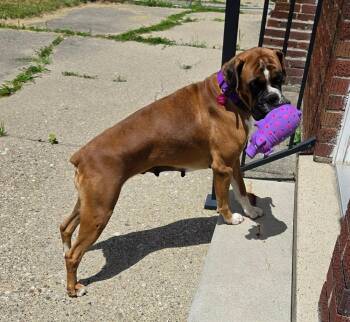 Female age 6 -  Boxer Dog for Adoption in Sanford, Michigan - Female Age 6 | PetCurious