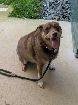 JERRY -  Australian Shepherd Dog for Adoption in Leesburg, Virginia - JERRY | PetCurious