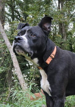 Rescue Pit Bull Terrier and Labrador Retriever Dogs for Adoption in Ball Ground, Georgia - Charlie | PetCurious