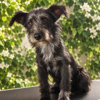 Millie -  Terrier Dog for Adoption in Sonoma, California - Millie | PetCurious