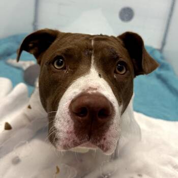 Ann Wilson -  Pit Bull Terrier Dog for Adoption in Austin, Texas - Ann Wilson | PetCurious