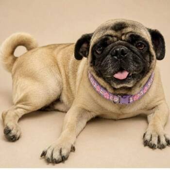 PINKY -  Pug Dog for Adoption in Graham, Washington - PINKY | PetCurious