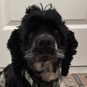 Rescue Cocker Spaniel Dogs for Adoption in Jacksonville, Florida - Silk | PetCurious