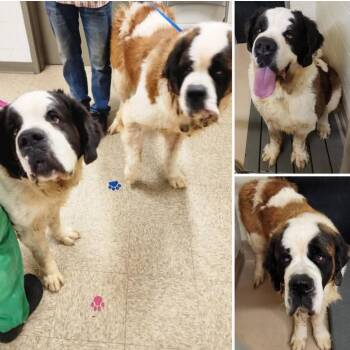 Saint Bernard Dogs Available for Adoption in Fredericksburg, Virginia - Tahns | PetCurious