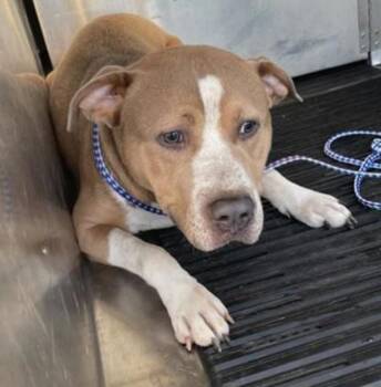 Ernie -  Pit Bull Terrier Dog for Adoption in Austin, Texas - Ernie | PetCurious