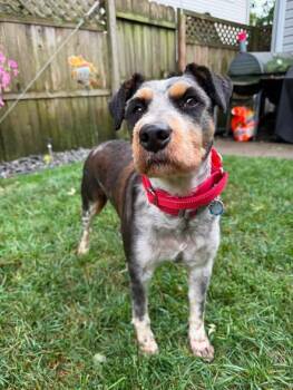 Teddy -  Aussiedoodle Dog for Adoption in Mazon, Illinois - Teddy | PetCurious