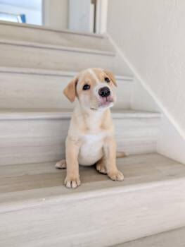 Matilda -  Pit Bull Terrier Dog for Adoption in Sunnyvale, California - Matilda | PetCurious