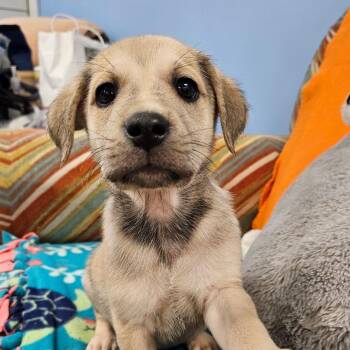 Pigeon -  Mixed Breed Dog for Adoption in Huntsville, Alabama - Pigeon | PetCurious