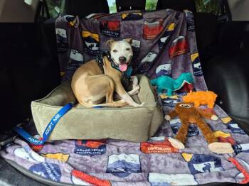 LADY -  Labrador Retriever and Mixed Breed Dog for Adoption in Brunswick, Georgia - LADY | PetCurious