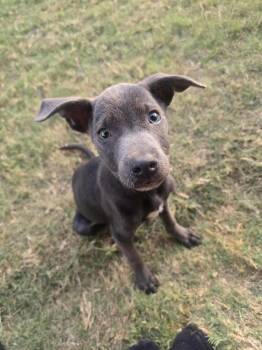Rescue Pit Bull Terrier Dogs for Adoption in Shawnee, Oklahoma - Blueberry | PetCurious