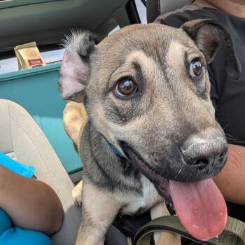 Rescue Mixed Breed Dogs for Adoption in Escondido, California - Pelusa | PetCurious