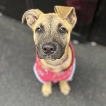 Pippa -  German Shepherd Dog Dog for Adoption in Youngstown, Ohio - Pippa | PetCurious