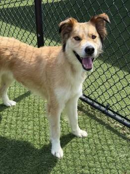 APOLLO -  Mixed Breed Dog for Adoption in Dallas, Texas - APOLLO | PetCurious