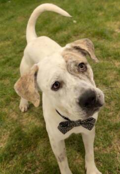 Patch Hart -  Retriever and American Staffordshire Terrier Dog for Adoption in Houston, Texas - Patch Hart | PetCurious