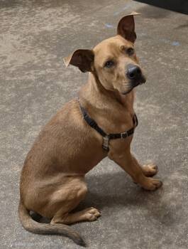 Pit Bull Terrier and Hound Dogs Available for Adoption - Fin | PetCurious