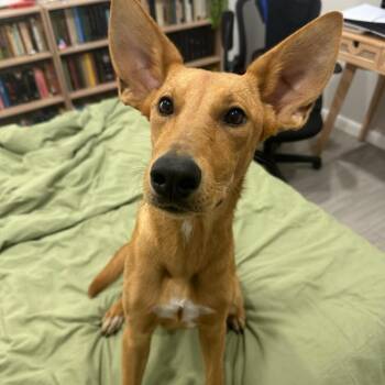 Fiona -  German Shepherd Dog and Carolina Dog Dog for Adoption in Gainesville, Virginia - Fiona | PetCurious