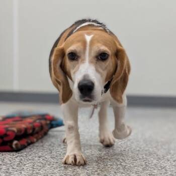 London -  Beagle Dog for Adoption in Nowata, Oklahoma - London | PetCurious