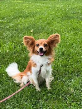 Juliet -  Papillon Dog for Adoption in Decorah, Iowa - Juliet | PetCurious
