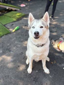 Rescue Husky and Mixed Breed Dogs for Adoption in Chicago, Illinois - Oso | PetCurious