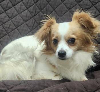 Papillon Dogs Available for Adoption in Little Rock, Arkansas - Monarch | PetCurious