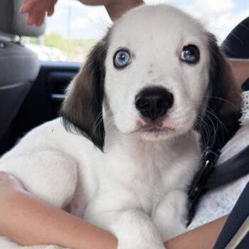 Snoopy -  Mixed Breed Dog for Adoption in Boone, Iowa - Snoopy | PetCurious