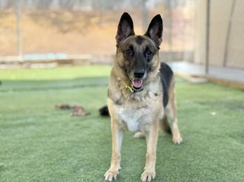 Rescue German Shepherd Dog Dogs for Adoption in San Diego, California - Morticia | PetCurious