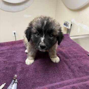 Fozzie -  Great Pyrenees and Mixed Breed Dog for Adoption in Riverside, California - Fozzie | PetCurious
