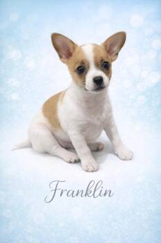 Chihuahua Dogs Available for Adoption in Orange, California - Franklin | PetCurious