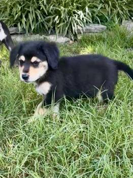 Wanda -  Bernese Mountain Dog and Bernadoodle Dog for Adoption - Wanda | PetCurious