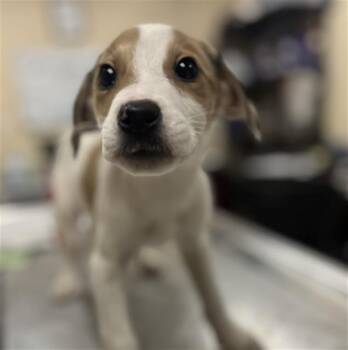 Beagle and Labrador Retriever Dogs Available for Adoption - CHEWY | PetCurious