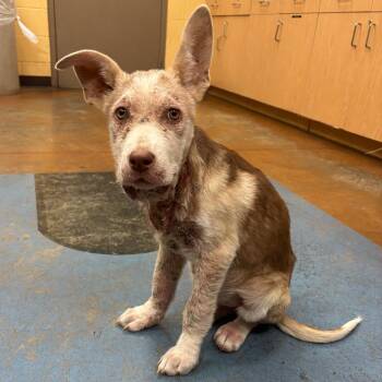 Mixed Breed Dogs Available for Adoption in Memphis, Tennessee - Puppuccino | PetCurious