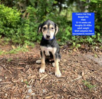 Beagle Dogs Available for Adoption in Oviedo, Florida - Costco Hot Dog | PetCurious