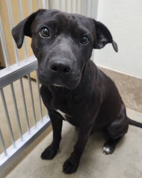 Rescue Mixed Breed Dogs for Adoption in Lebec, California - Hardy | PetCurious