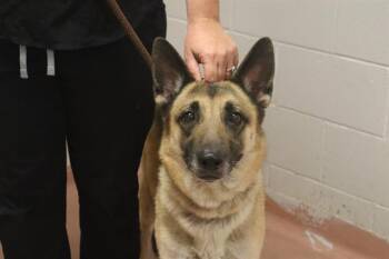 Mixed Breed Dogs Available for Adoption in Columbia, South Carolina - ANNA | PetCurious