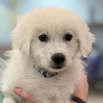 FWT Chorizo -  Great Pyrenees and Mixed Breed Dog for Adoption in Midland, Texas - FWT Chorizo | PetCurious
